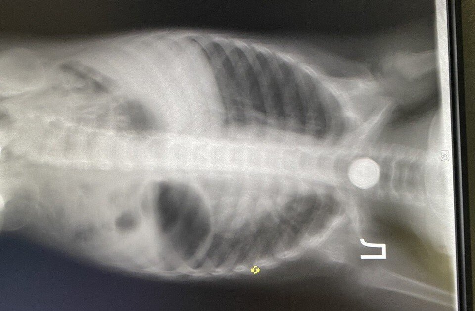     По словам хирурга, дети часто проглатывают монеты. Фото: Городская больница № 20.