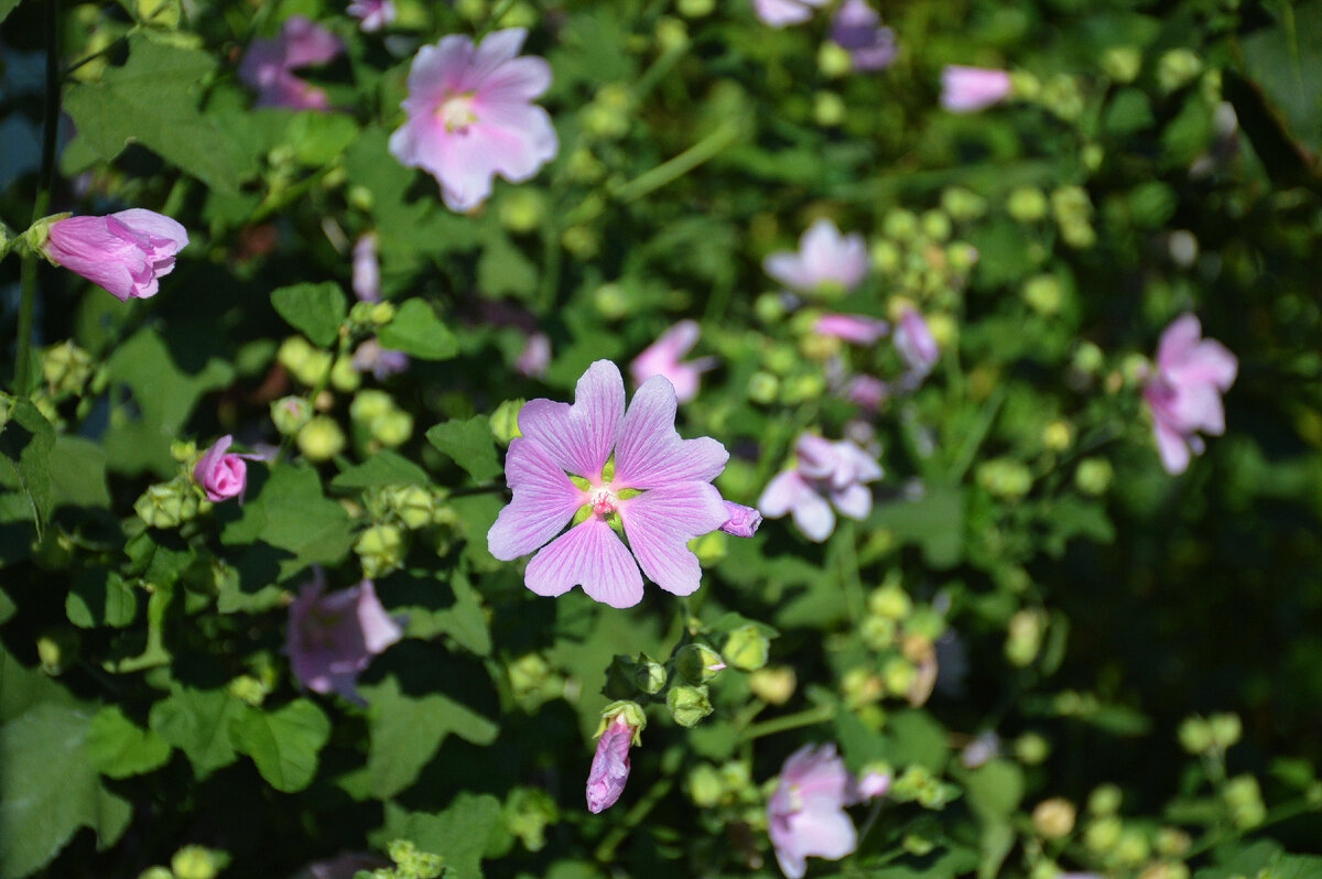 Просвирник! А при некотором напряжении фантазии - гибискус!