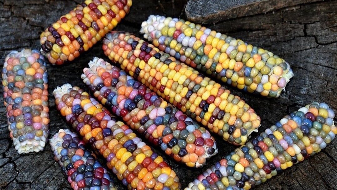 7 ярких и вкусных сортов и гибридов цветной кукурузы плюс бонус