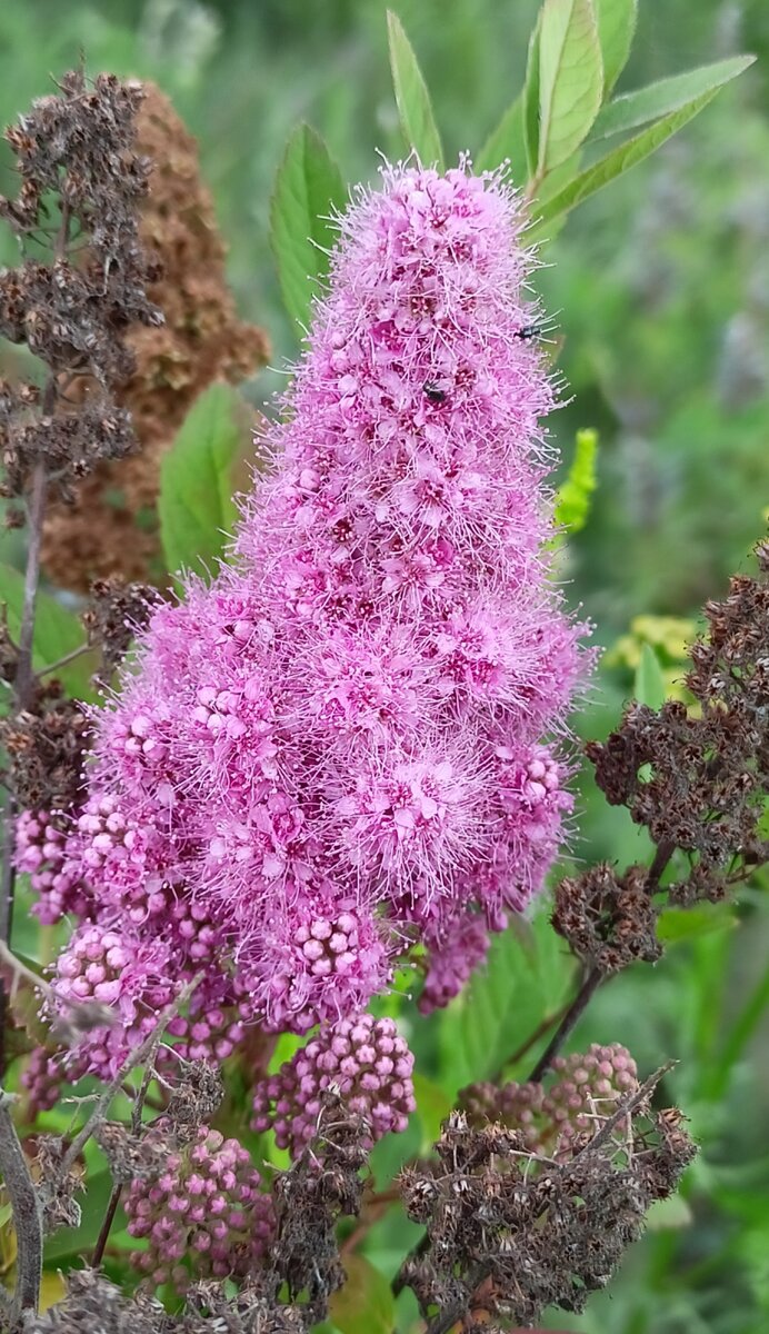 Rose Spirea. Спирея Дугласа. | Лесавік | Дзен