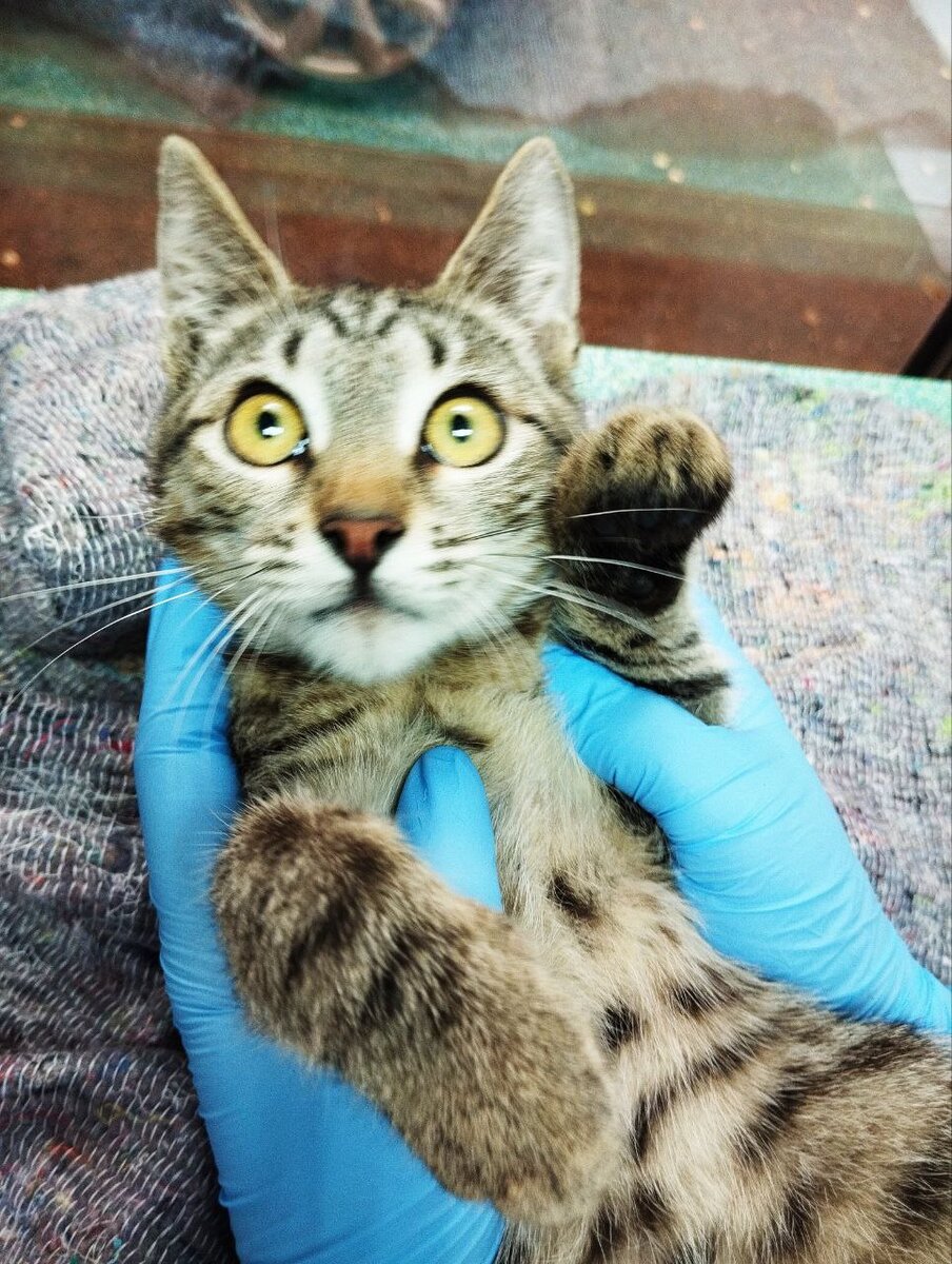 ну уж как сфотографировалось на приёме у врача