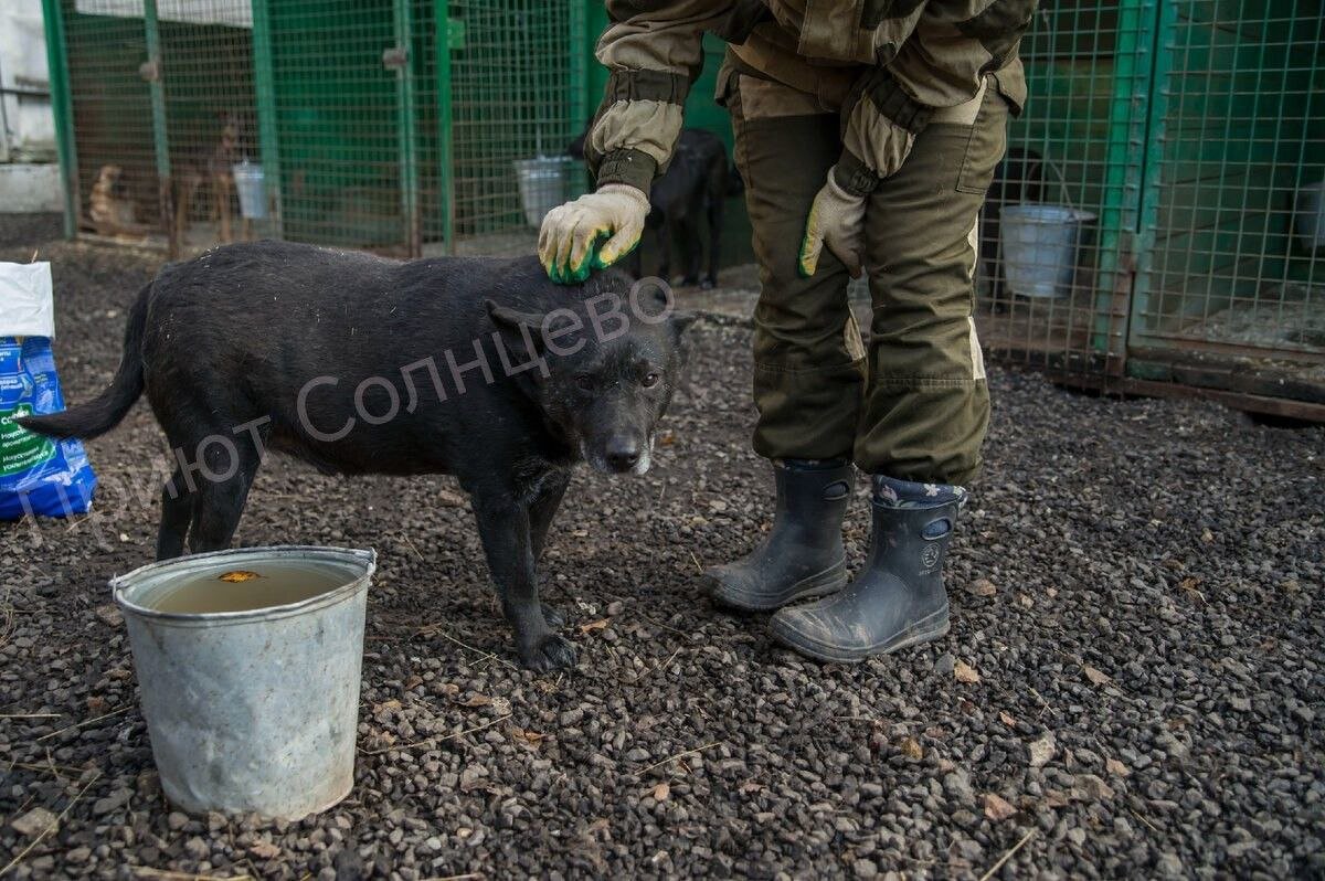 Нет ничего более печального, чем приютская собака: она переносит страдания с такой тихой и грустной покорностью...