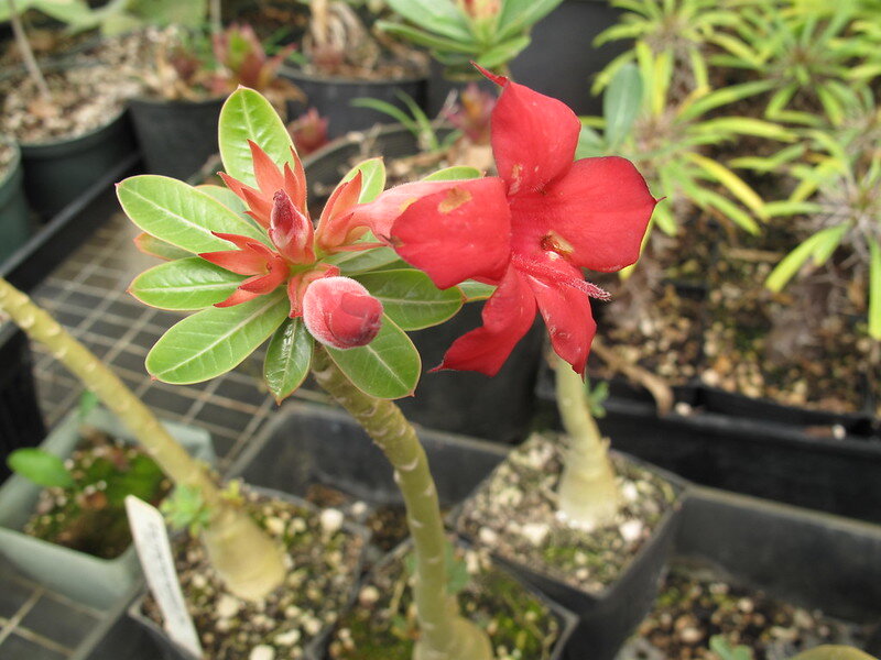 Adenium Obesum Desert Rose Cynthia