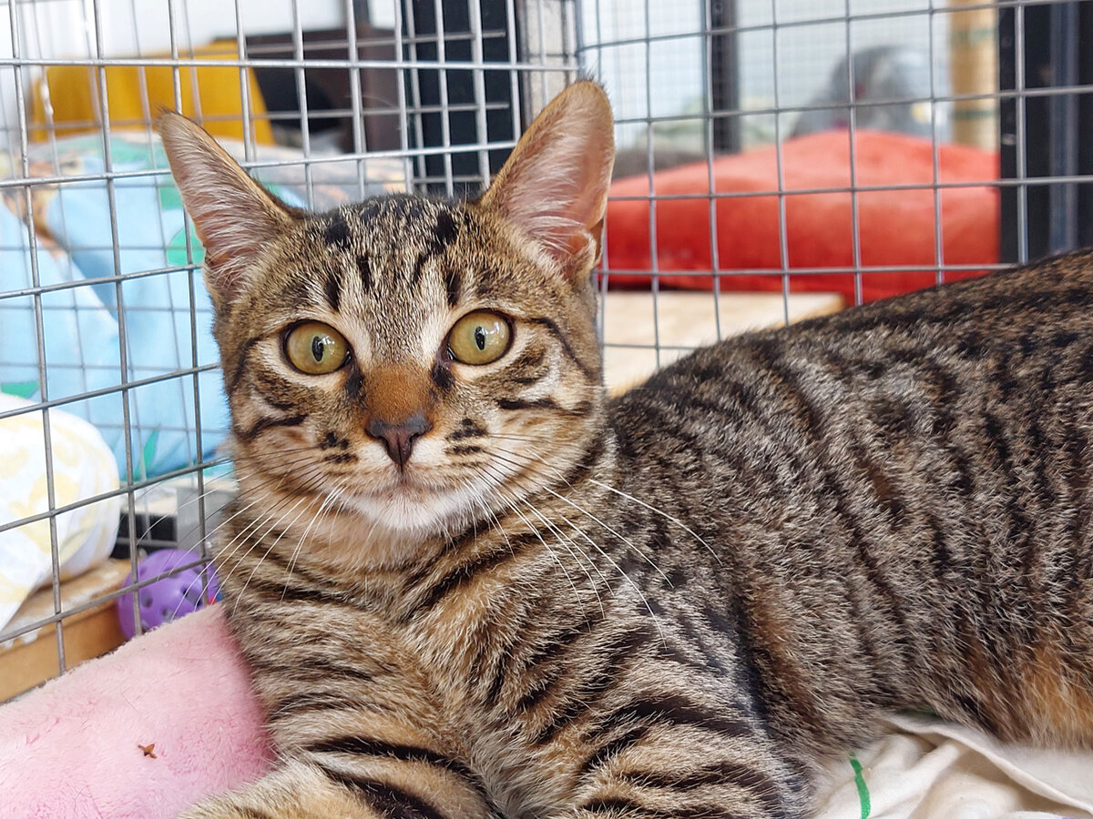 Карасик в приюте. Фото автора.