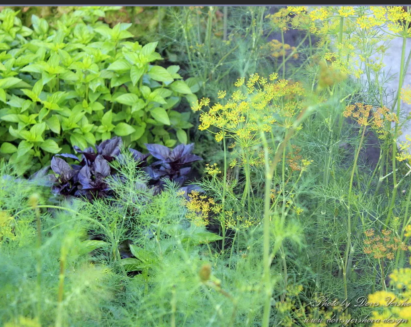 Базилик тоже хорошо отпугивает вредителей