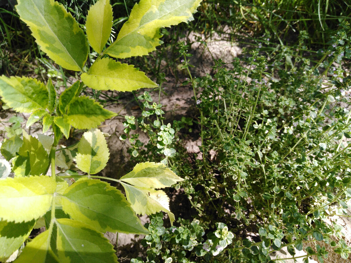 Бузина Мадонна и тимьян Мистик Лемон в начале июня >>>