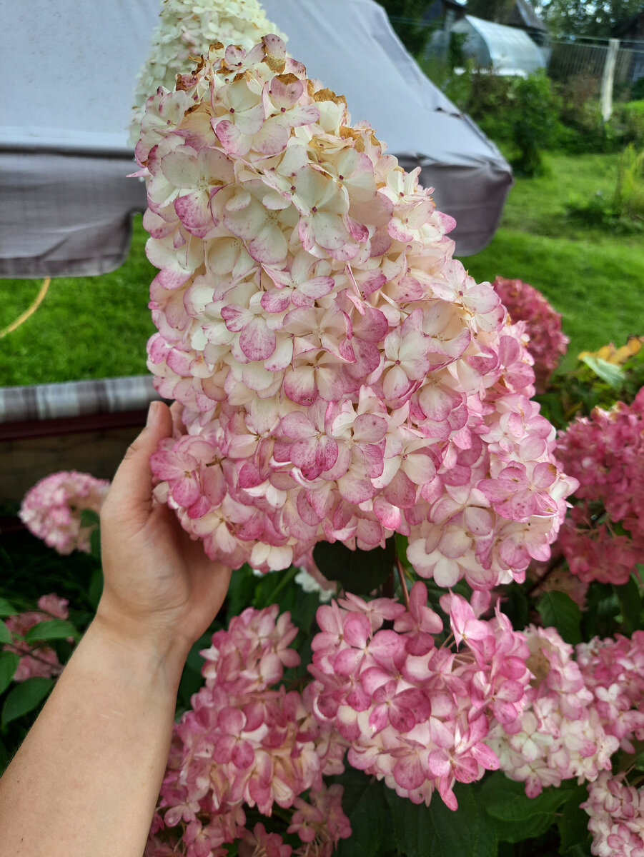 Гортензия цветет и радует глаз