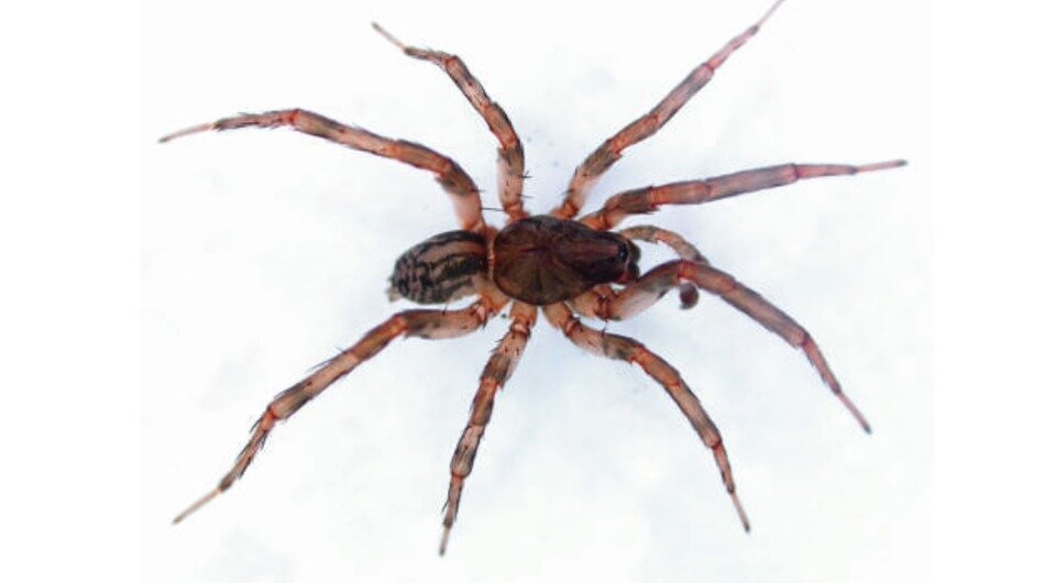   Danniella Sherwood et al. / Arachnology, 2023