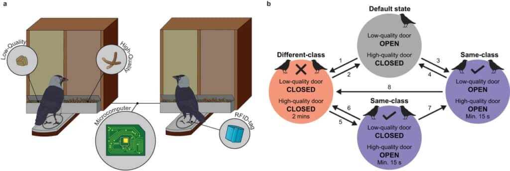    Общая схема эксперимента с галками / © Michael Kings, Josh Arbon et al.