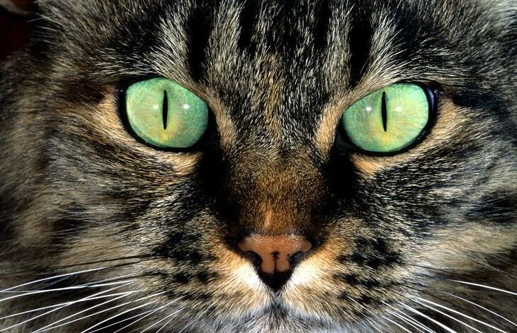 Причины почему у кошки появляется гноился глаза | Натуральные средства для устранения проблемы