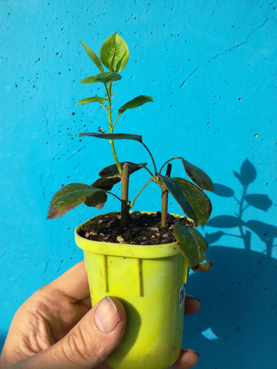 Прирост 5,3 см.