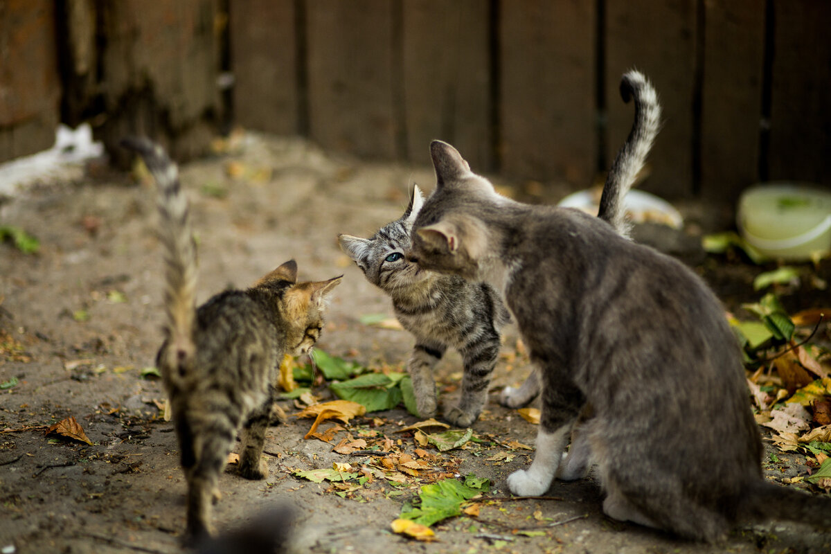 Почему нужно стерилизовать кошек и кастрировать котов | КотПлюсДом | Дзен