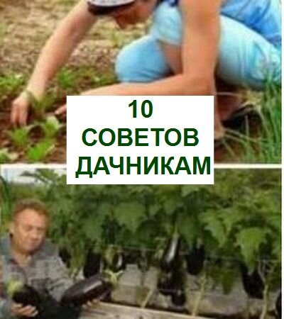 советы начинающим дачникам