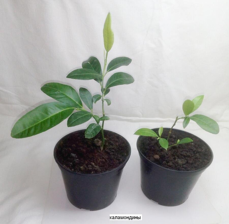 Фото из нашего архива ростки наших мандаринов -  каламондинов 17 января 2021 года, посаженные 1 декабря 2020 года.