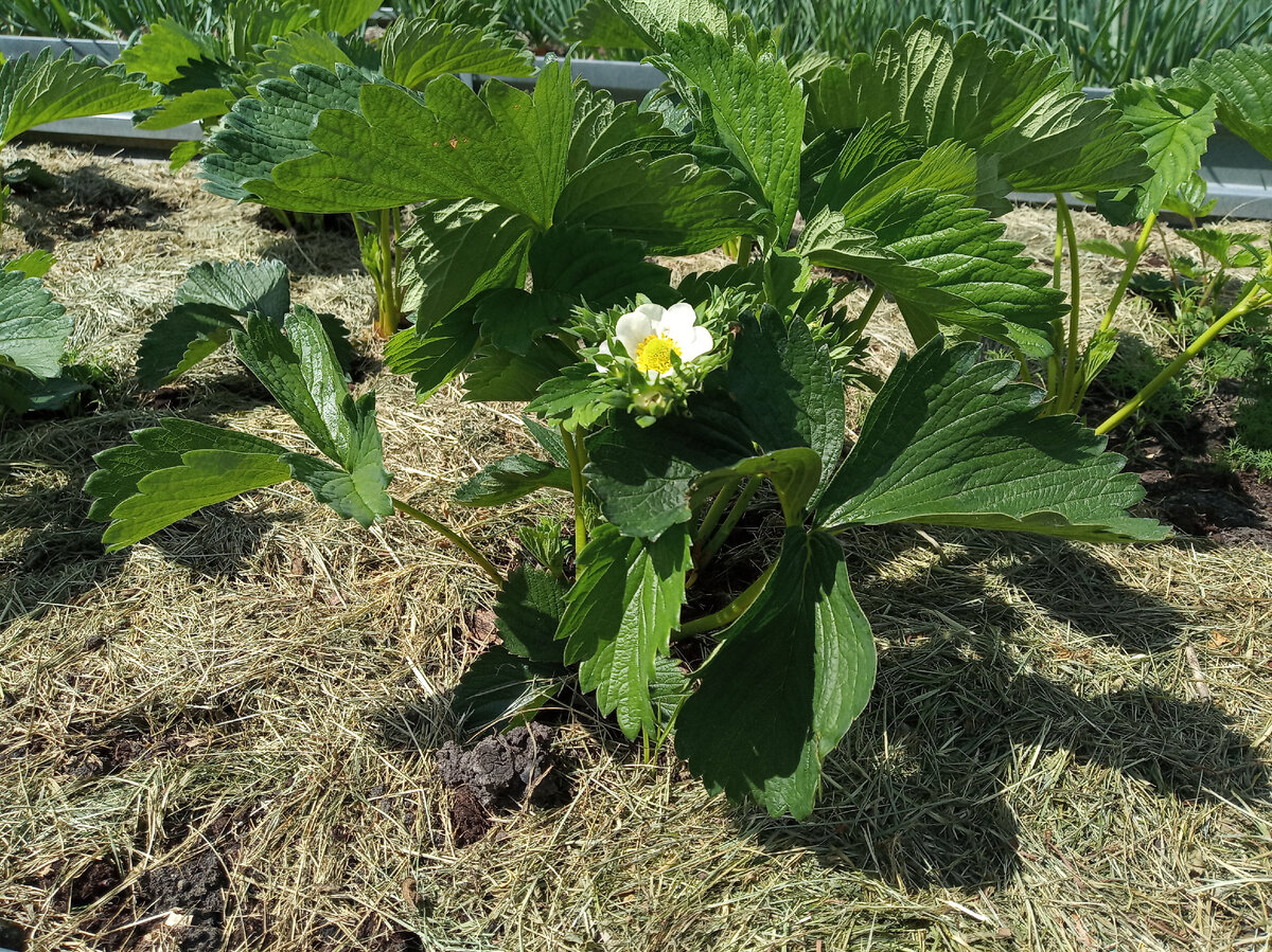 Клубника Эльсанта фото 25.05.2021