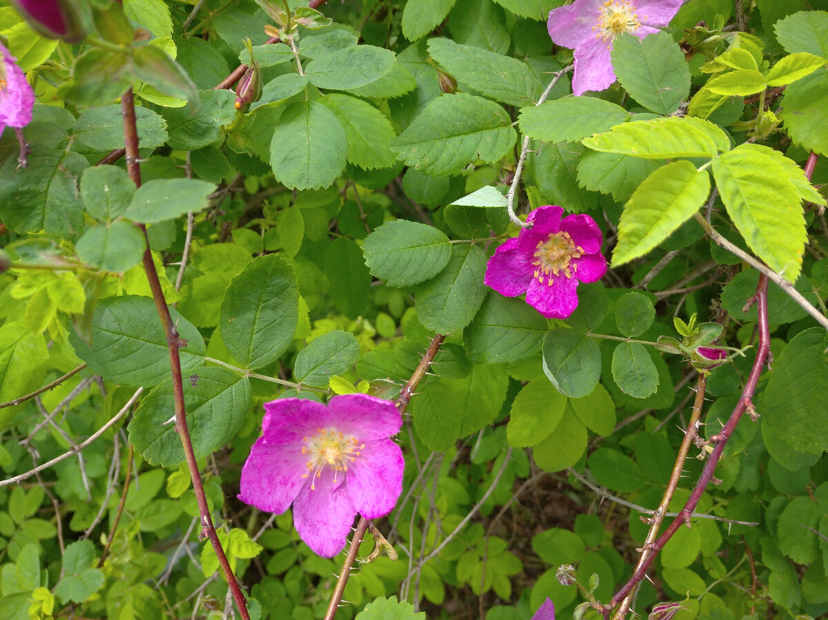 Шиповник майский (Rosa majalis) = шиповник коричный (Rosa cinnamomea)