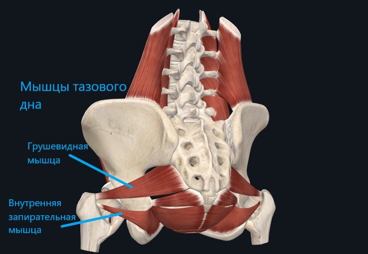 Связь мышц тазового дна с тазобедренными суставами.