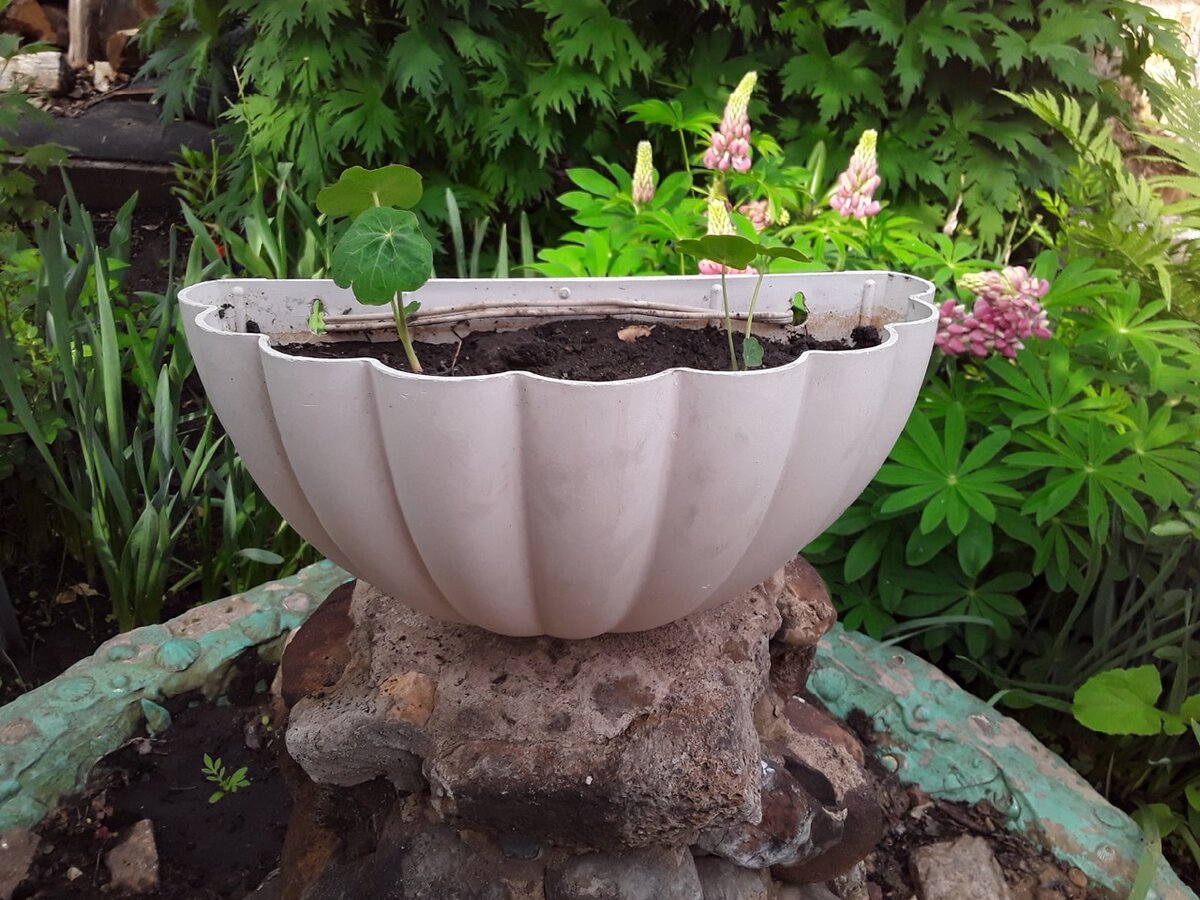 Сверху - настурция