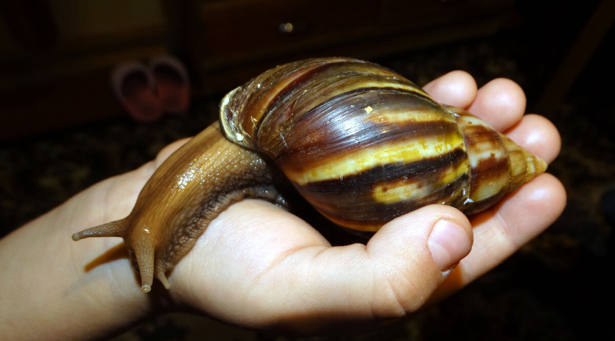 наша первая ахатина