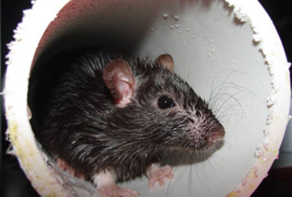 Серая крыса. Фотография Центра по контролю и профилактике заболеваний США