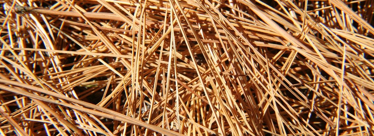 Мульча из опавших сосновых иголок Фото с сайта pixabay.com