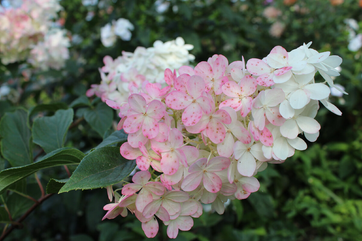 Мамина Ванилла Фрейз. Кустик ещё молодой - сделала фото года 3 назад. В этом году ждем шикарное цветение. Мои Ваниллы ещё не цвели - посажены в прошлом году, подрастают пока.