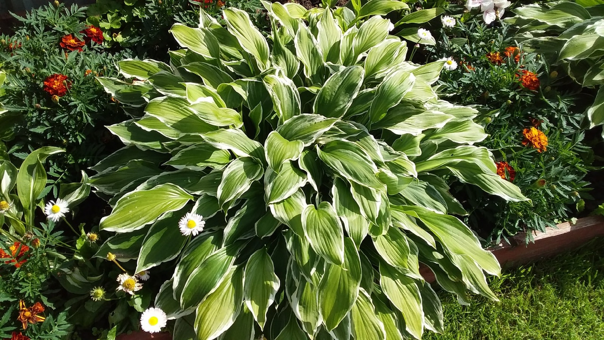 Хосты люблю пёстрые