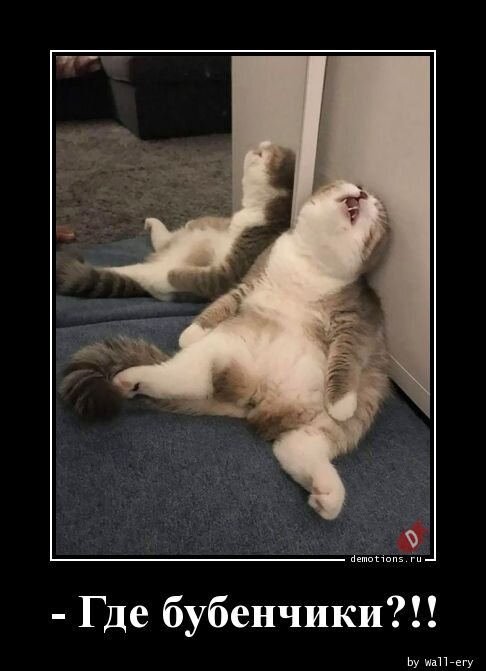 Ну очень жалко таких котов!