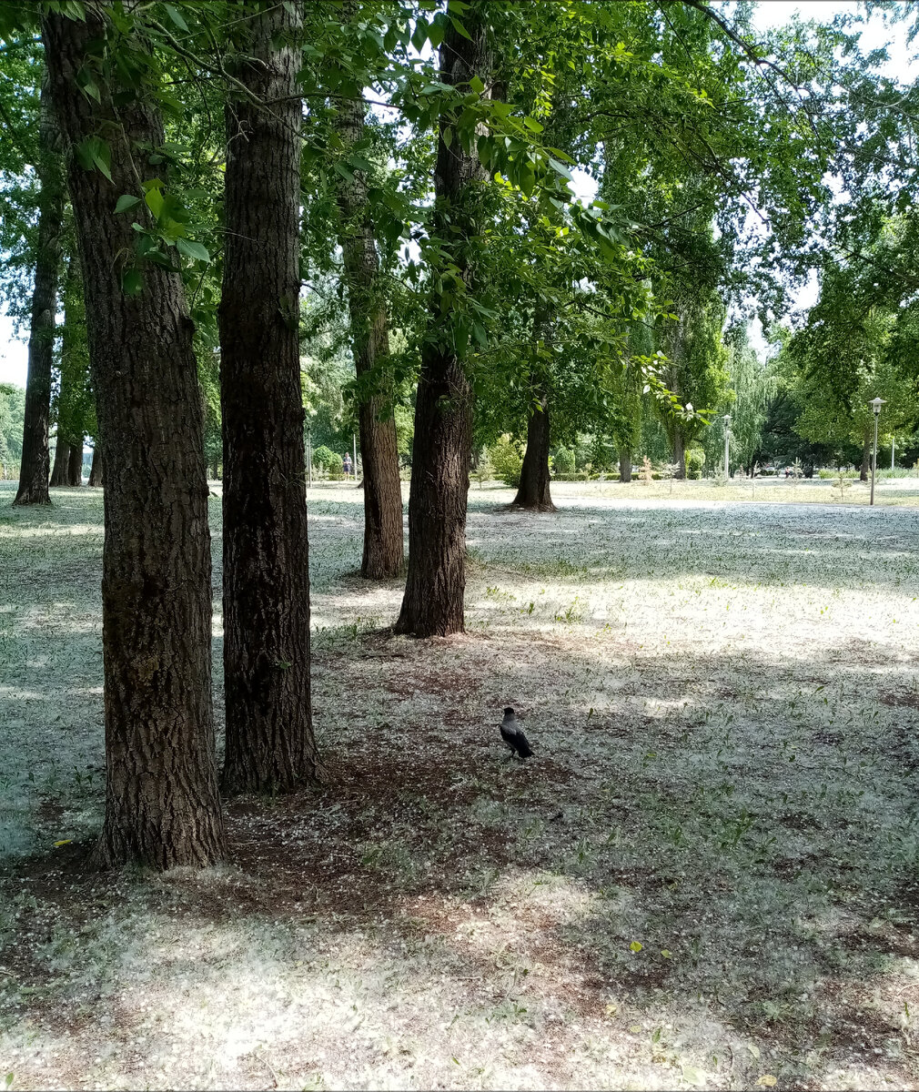 Умная ворона. 