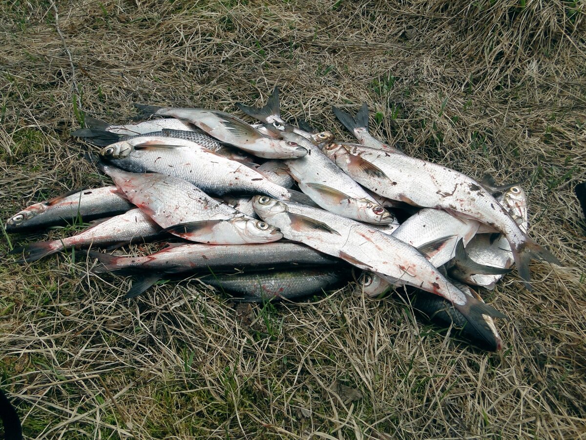 В моем регионе, по возможности все ловят чехонь и ее же вялят ))