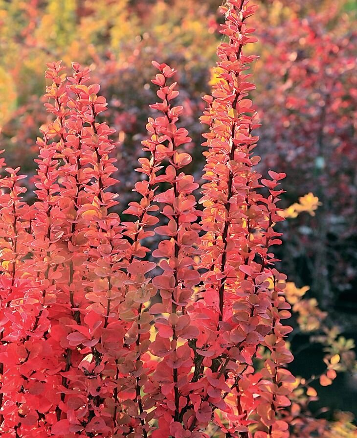 Барбарис тунберга Адмирейшн 40-60/ Berberis thunbergii Admiration шар