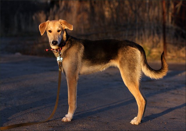 И чем они хуже породистых?