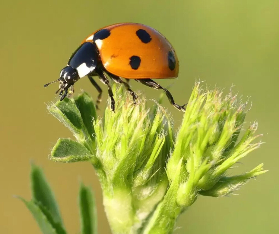 Оптимальный полив