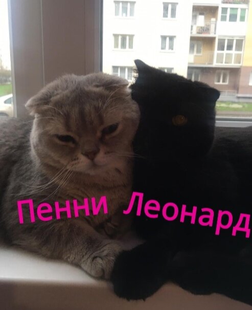 Мы брат и сестра из Санкт Петербурга 