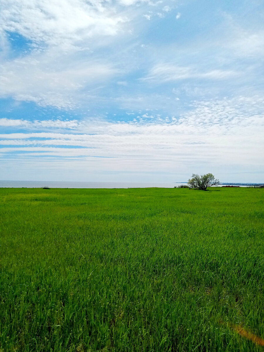 Вот эта самая поляна
