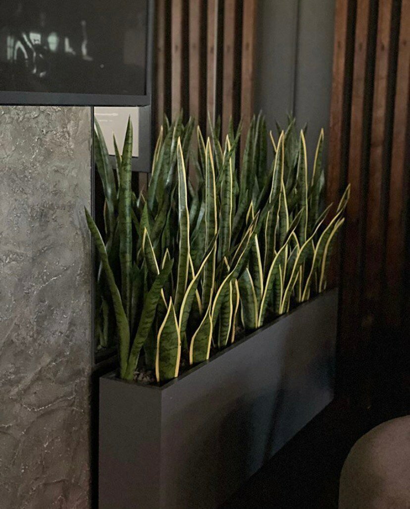 Искусственные растения Treez Collection