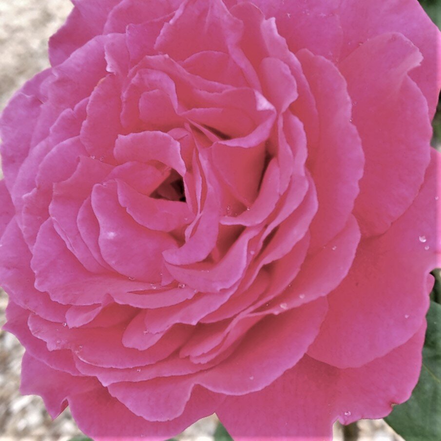 Нежная роза. Фото Е. Островской.