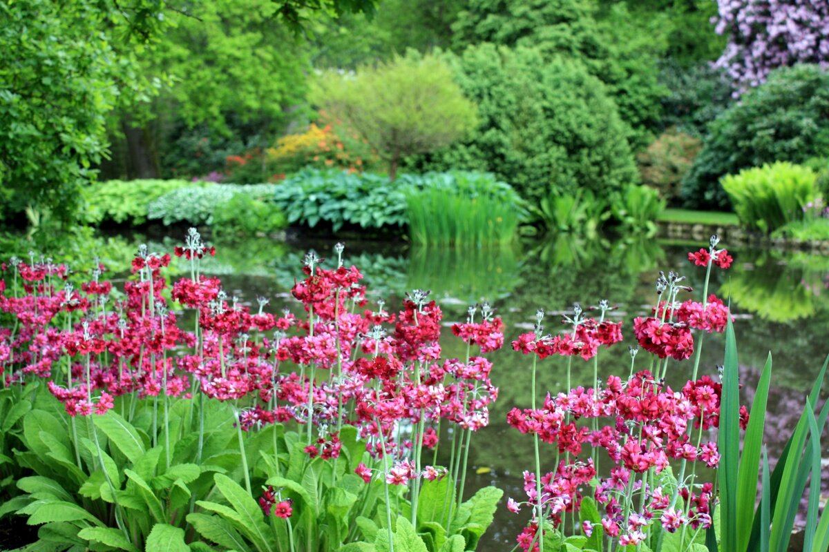 Уголок в пейзажном стиле. Как органично смотрится здесь скромная красавица Японская примула.