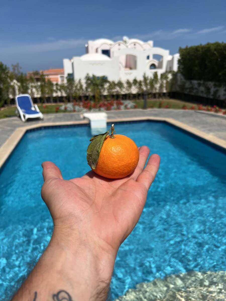 Мандарин