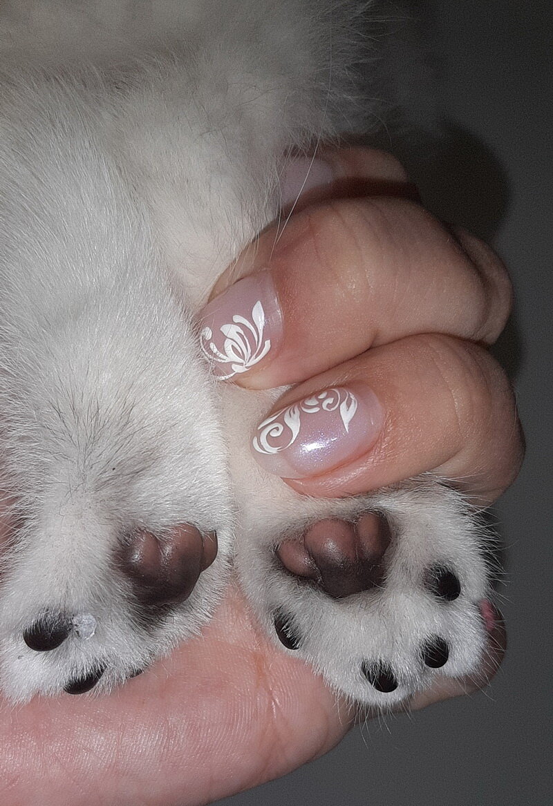 Подушечки окрашены совсем по-другому... Но базовый окрас у этого котенка тоже черный!