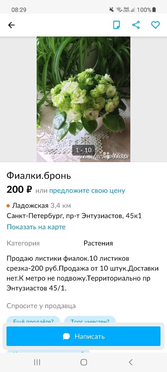 К примеру, не так давно подписчики сообщили мне, что на Авито кто-то продает листья, используя мои снимки. Причем, продает и черенки химер! Опытный фиалколюбитель сразу поймет, что это обман. 