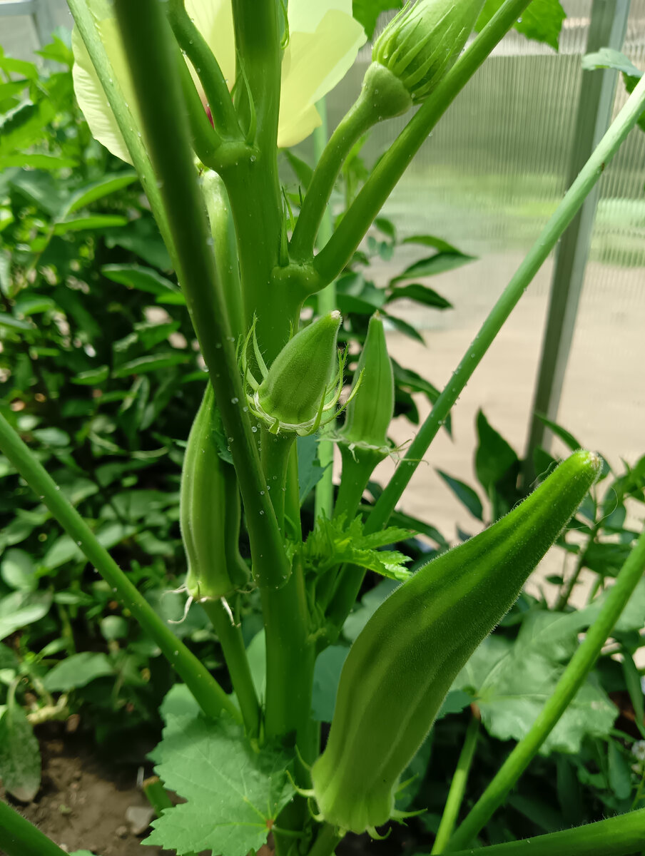 Бамия: звездная королева огорода и уникальный овощ с необычными вкусовыми качествами