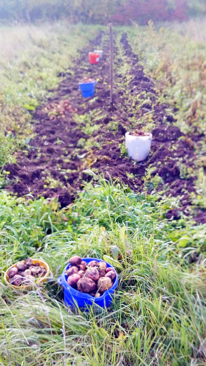 Копаем картошку. Уродилась однако!