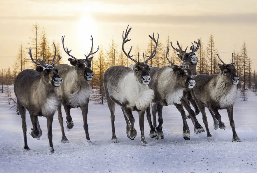 Северные олени в тундре