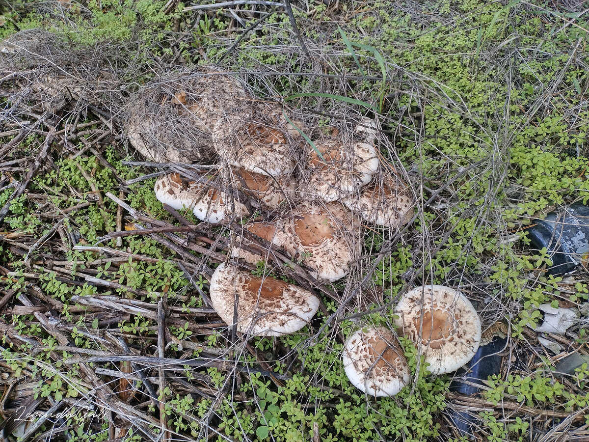 На опушке скопления зонтиков. Не стала пока брать...
