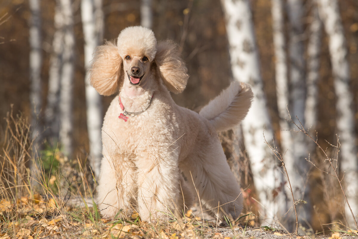 питомник пуделей «из Мимолётного Видения»