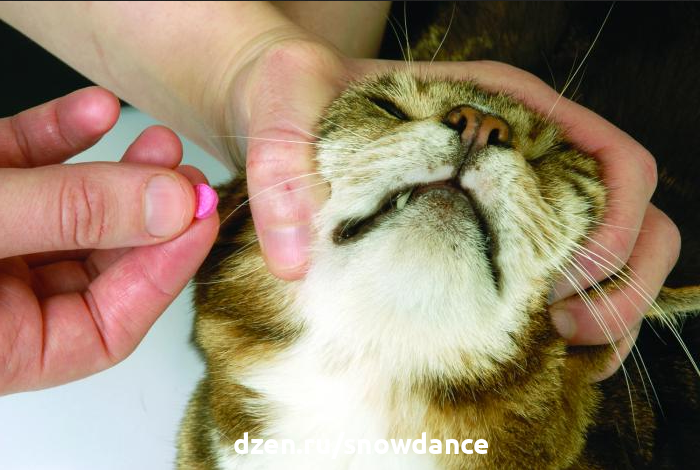 Дать таблетку кошке - довольно сложная задача. Мы предлагаем, как сделать это эффективно, быстро и без травм. Вы возвращаетесь от ветеринара, который выписал лекарство для вашего питомца.-2