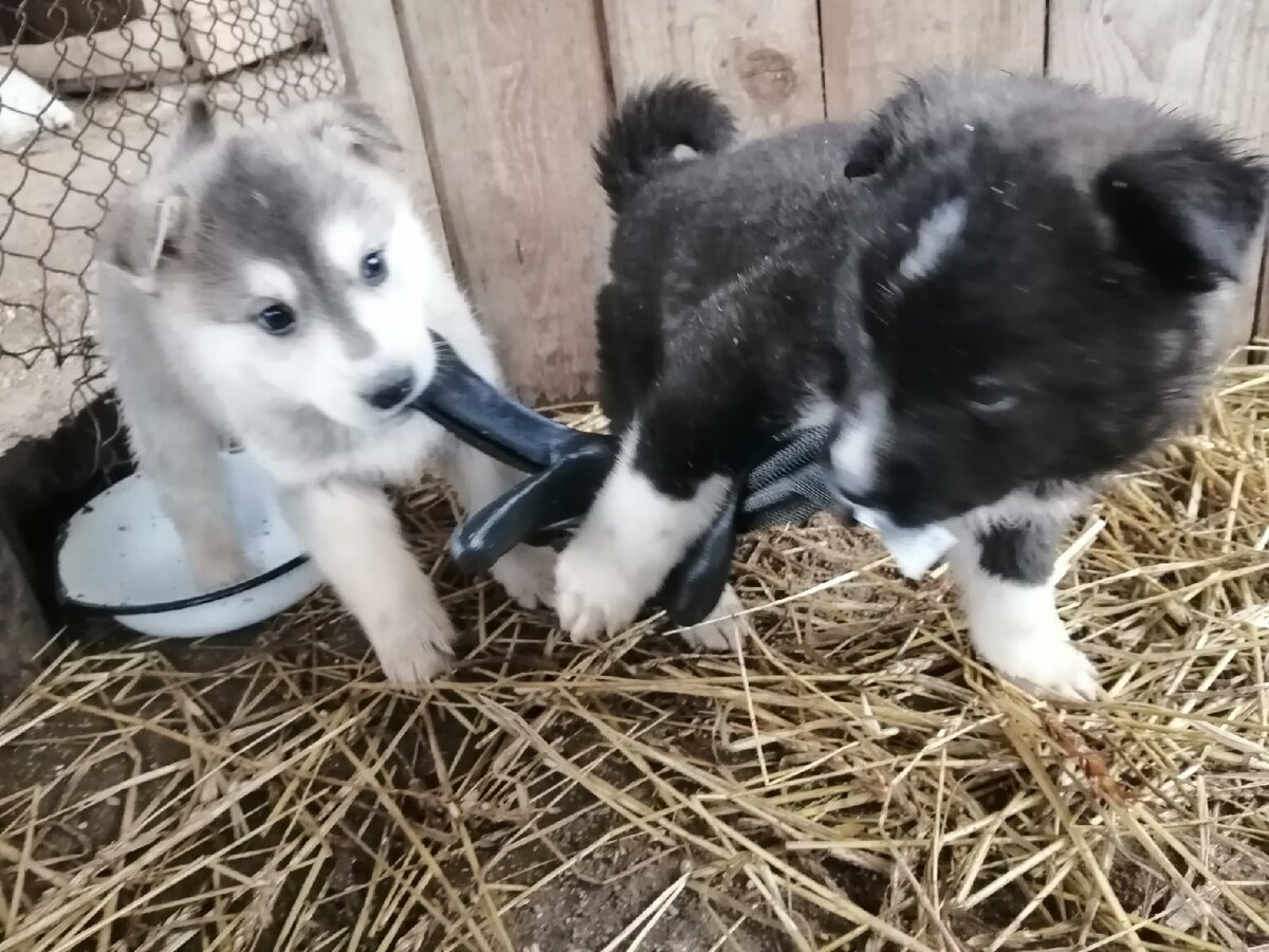 Щенок в доме, первые дни, с чего начать