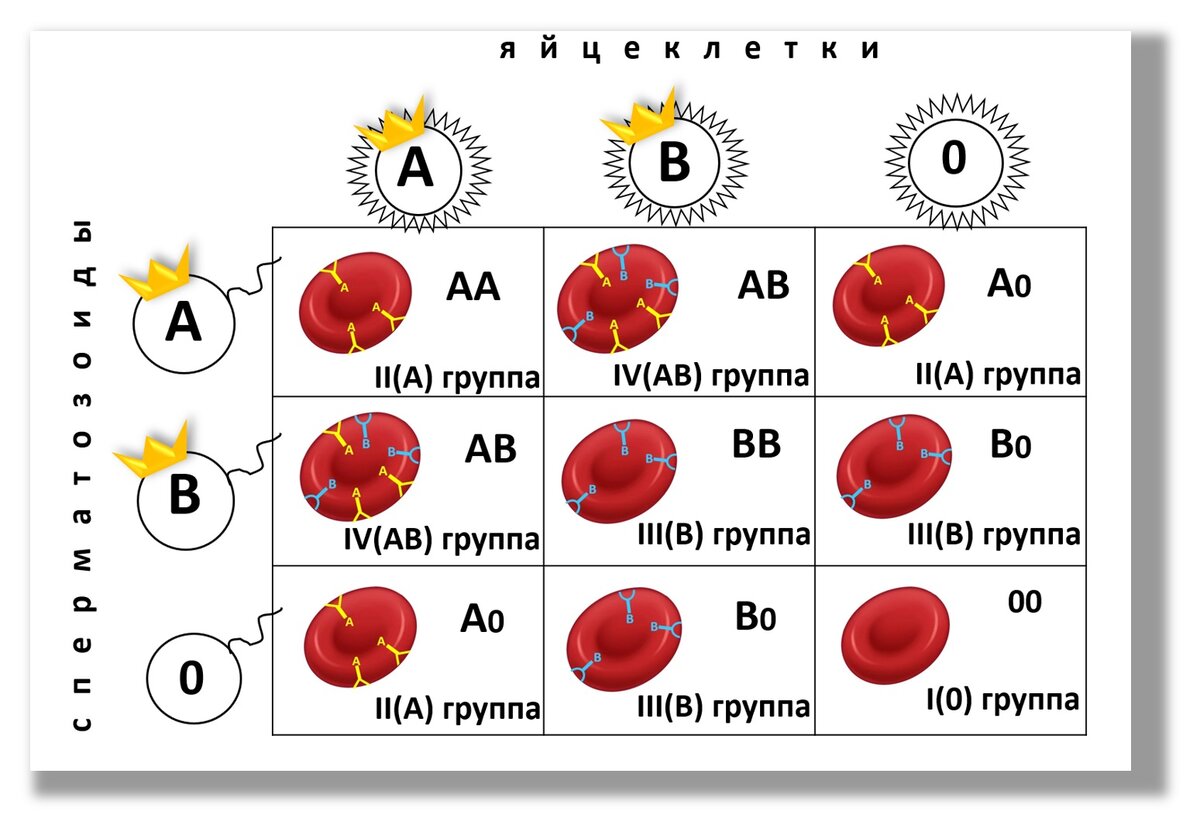 Как наследуются группы крови? Множественный аллелизм | Генетика для всех |  Дзен