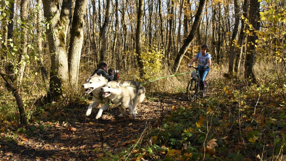     В Ставрополе открылись седьмые ежегодные гонки «Южный крест» на собачьих упряжках по бесснежных дисциплинам, сообщает корреспондент NewsTracker с места проведения соревнований.